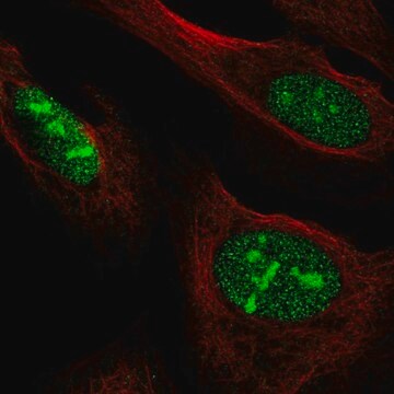 Anti-NOC3L antibody produced in rabbit Prestige Antibodies&#174; Powered by Atlas Antibodies, affinity isolated antibody