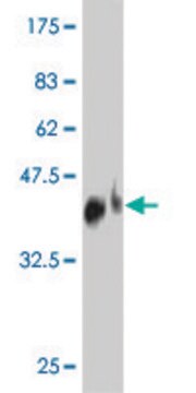 Monoclonal Anti-TNFRSF19L antibody produced in mouse clone 3F8, purified immunoglobulin, buffered aqueous solution