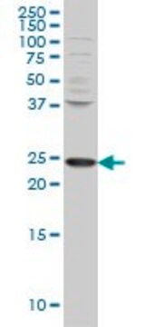 Monoclonal Anti-PCMT1 antibody produced in mouse clone 1D6, purified immunoglobulin, buffered aqueous solution