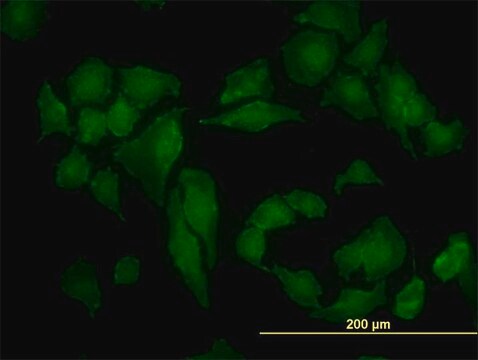 Monoclonal Anti-CSNK2A1 antibody produced in mouse clone 3D9, purified immunoglobulin, buffered aqueous solution