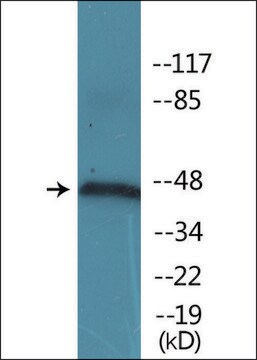 Anti-phospho-Synaptotagmin (pSer309) antibody produced in rabbit affinity isolated antibody