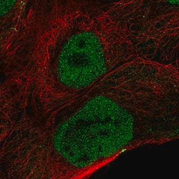 Anti-OVCA2 antibody produced in rabbit Prestige Antibodies&#174; Powered by Atlas Antibodies, affinity isolated antibody