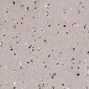 Anti-E4F1 antibody produced in rabbit Prestige Antibodies&#174; Powered by Atlas Antibodies, affinity isolated antibody, buffered aqueous glycerol solution