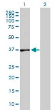 Anti-DUSP7, (N-terminal) antibody produced in mouse purified immunoglobulin, buffered aqueous solution