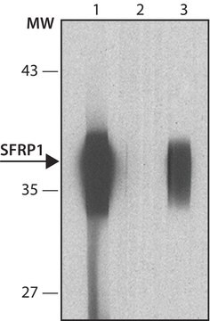 Monoclonal Anti-SFRP1 antibody produced in mouse clone FRP148, purified from hybridoma cell culture