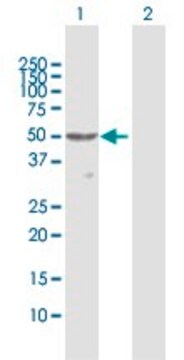 Anti-PNLIPRP1 antibody produced in rabbit purified immunoglobulin, buffered aqueous solution