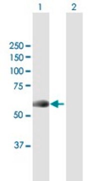 Anti-NEK10 antibody produced in mouse purified immunoglobulin, buffered aqueous solution