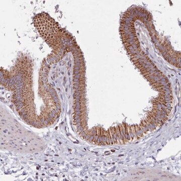 Anti-SRP54 antibody produced in rabbit Prestige Antibodies&#174; Powered by Atlas Antibodies, affinity isolated antibody, buffered aqueous glycerol solution