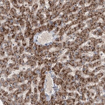 Anti-FARP2 antibody produced in rabbit Prestige Antibodies&#174; Powered by Atlas Antibodies, affinity isolated antibody, buffered aqueous glycerol solution