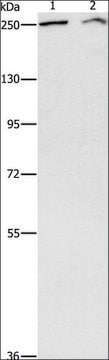 Anti-ARID1A antibody produced in rabbit affinity isolated antibody