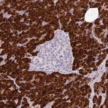 Anti-RGS21 antibody produced in rabbit Prestige Antibodies&#174; Powered by Atlas Antibodies, affinity isolated antibody, buffered aqueous glycerol solution