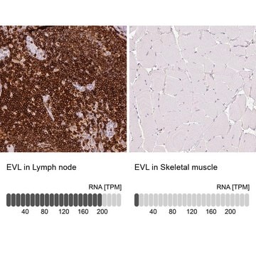 Anti-EVL antibody produced in rabbit Prestige Antibodies&#174; Powered by Atlas Antibodies, affinity isolated antibody, buffered aqueous glycerol solution