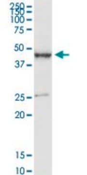 Anti-PDE7B antibody produced in rabbit purified immunoglobulin, buffered aqueous solution