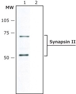 Anti-Synapsin II antibody produced in rabbit ~1&#160;mg/mL, affinity isolated antibody, buffered aqueous solution