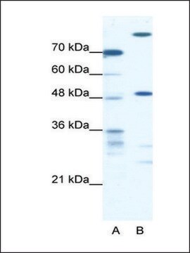 Anti-NFS1 antibody produced in rabbit IgG fraction of antiserum