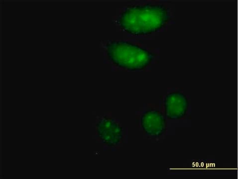 Anti-ISL2 antibody produced in mouse IgG fraction of antiserum, buffered aqueous solution