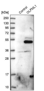 Anti-OLFML1 antibody produced in rabbit Prestige Antibodies&#174; Powered by Atlas Antibodies, affinity isolated antibody, buffered aqueous glycerol solution