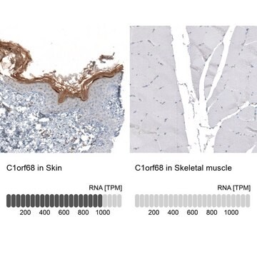 Anti-C1orf68 antibody produced in rabbit Prestige Antibodies&#174; Powered by Atlas Antibodies, affinity isolated antibody, buffered aqueous glycerol solution