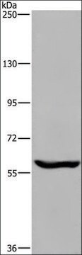 Anti-MAGEL2 antibody produced in rabbit affinity isolated antibody