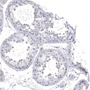 Anti-NLRP14 antibody produced in rabbit Prestige Antibodies&#174; Powered by Atlas Antibodies, affinity isolated antibody, buffered aqueous glycerol solution