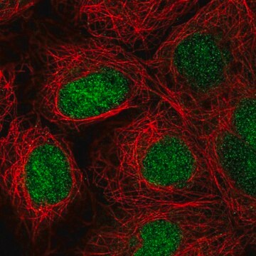 Anti-ZNF629 antibody produced in rabbit Prestige Antibodies&#174; Powered by Atlas Antibodies, affinity isolated antibody