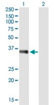 Monoclonal Anti-EBAG9 antibody produced in mouse clone 4A10, purified immunoglobulin, buffered aqueous solution