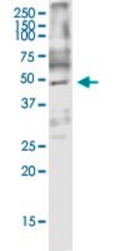 Monoclonal Anti-ARMCX3 antibody produced in mouse clone 2G3, purified immunoglobulin, buffered aqueous solution