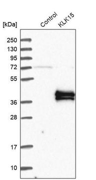 Anti-KLK15 antibody produced in rabbit Prestige Antibodies&#174; Powered by Atlas Antibodies, affinity isolated antibody, buffered aqueous glycerol solution