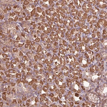 Anti-ACTR3 antibody produced in rabbit Prestige Antibodies&#174; Powered by Atlas Antibodies, affinity isolated antibody, buffered aqueous glycerol solution