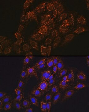 Anti-CHCHD2 antibody produced in rabbit