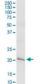 Anti-CLDN15 antibody produced in rabbit purified immunoglobulin, buffered aqueous solution