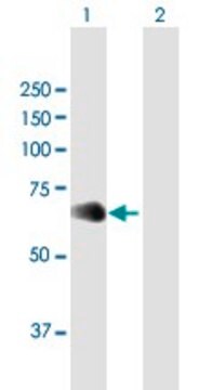 Anti-NFIL3 antibody produced in mouse purified immunoglobulin, buffered aqueous solution