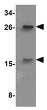 Anti-SLAMF2 (CD48 Antibody) from rabbit, purified by affinity chromatography