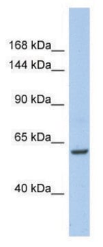 Anti-TRIO (C-terminal) antibody produced in rabbit affinity isolated antibody