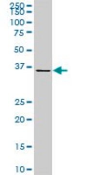 Monoclonal Anti-CDX4 antibody produced in mouse clone 3F3, purified immunoglobulin, buffered aqueous solution