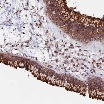 Anti-GRXCR1 antibody produced in rabbit Prestige Antibodies&#174; Powered by Atlas Antibodies, affinity isolated antibody, buffered aqueous glycerol solution