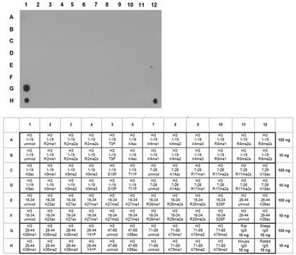 Anti-Monomethyl-Histon&nbsp;H3-Antikörper (Lys36) from rabbit, purified by affinity chromatography