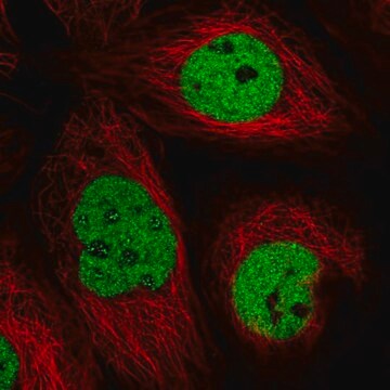 Anti-TTC13 antibody produced in rabbit Prestige Antibodies&#174; Powered by Atlas Antibodies, affinity isolated antibody