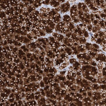 Anti-PPEF1 antibody produced in rabbit Prestige Antibodies&#174; Powered by Atlas Antibodies, affinity isolated antibody, buffered aqueous glycerol solution