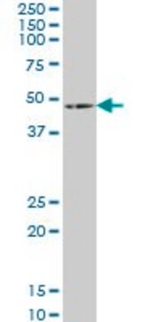 Monoclonal Anti-HOXA5 antibody produced in mouse clone 3B9, purified immunoglobulin, buffered aqueous solution