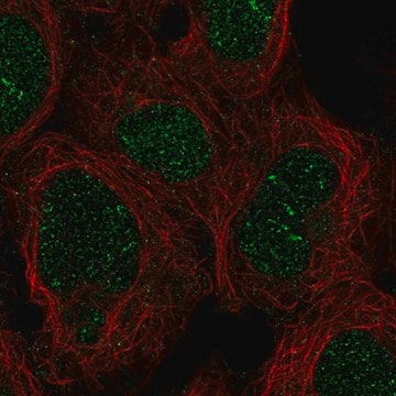 Anti-ZNF212 antibody produced in rabbit Prestige Antibodies&#174; Powered by Atlas Antibodies, affinity isolated antibody