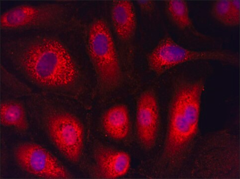 Anti-SNAI1 (21-35) antibody produced in rabbit IgG fraction of antiserum, buffered aqueous solution