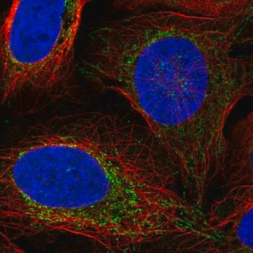 Anti-VASN antibody produced in rabbit Prestige Antibodies&#174; Powered by Atlas Antibodies, affinity isolated antibody