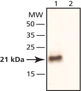 Anti-RhoA antibody produced in rabbit ~2&#160;mg/mL, affinity isolated antibody, buffered aqueous solution