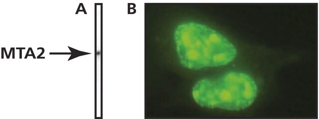 Monoclonal Anti-MTA2 antibody produced in mouse clone MTA2-276, purified immunoglobulin, buffered aqueous solution