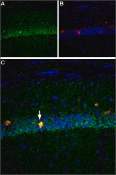 Anti-Sodium Channel PN4 antibody produced in rabbit affinity isolated antibody, lyophilized powder