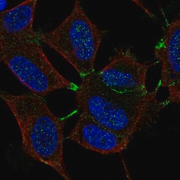 Anti-MTHFR antibody produced in rabbit Prestige Antibodies&#174; Powered by Atlas Antibodies, affinity isolated antibody