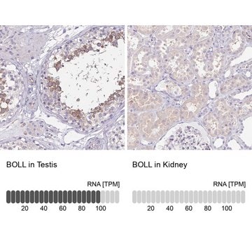 Anti-BOLL antibody produced in rabbit Prestige Antibodies&#174; Powered by Atlas Antibodies, affinity isolated antibody, buffered aqueous glycerol solution