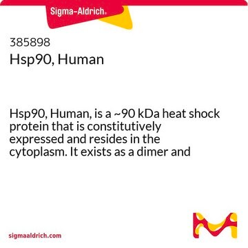 Hsp90, Human Hsp90, Human, is a ~90 kDa heat shock protein that is constitutively expressed and resides in the cytoplasm. It exists as a dimer and binds to several other cellular proteins.