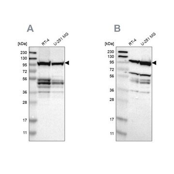 Anti-EIF4G2 antibody produced in rabbit Prestige Antibodies&#174; Powered by Atlas Antibodies, affinity isolated antibody, buffered aqueous glycerol solution, Ab2